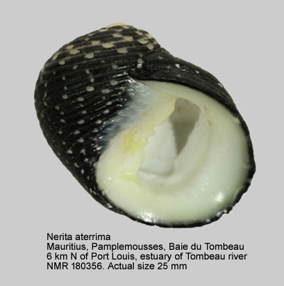Nerita aterrima.jpg - Nerita aterrima Gmelin,1791